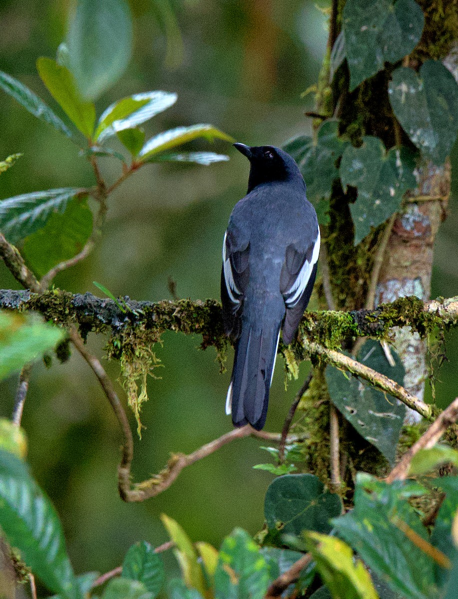 McGregor's Cuckooshrike - ML632078152