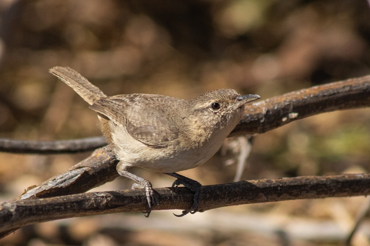 Clarion Wren - ML632078155
