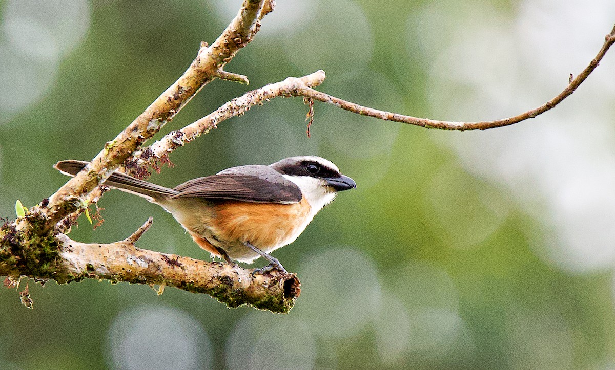 Mountain Shrike - ML632078169