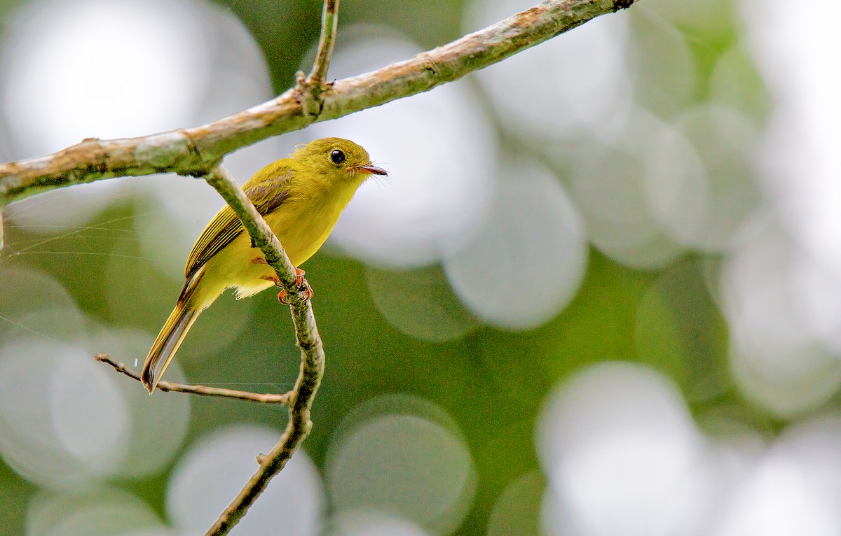 Citrine Canary-Flycatcher - ML632078180