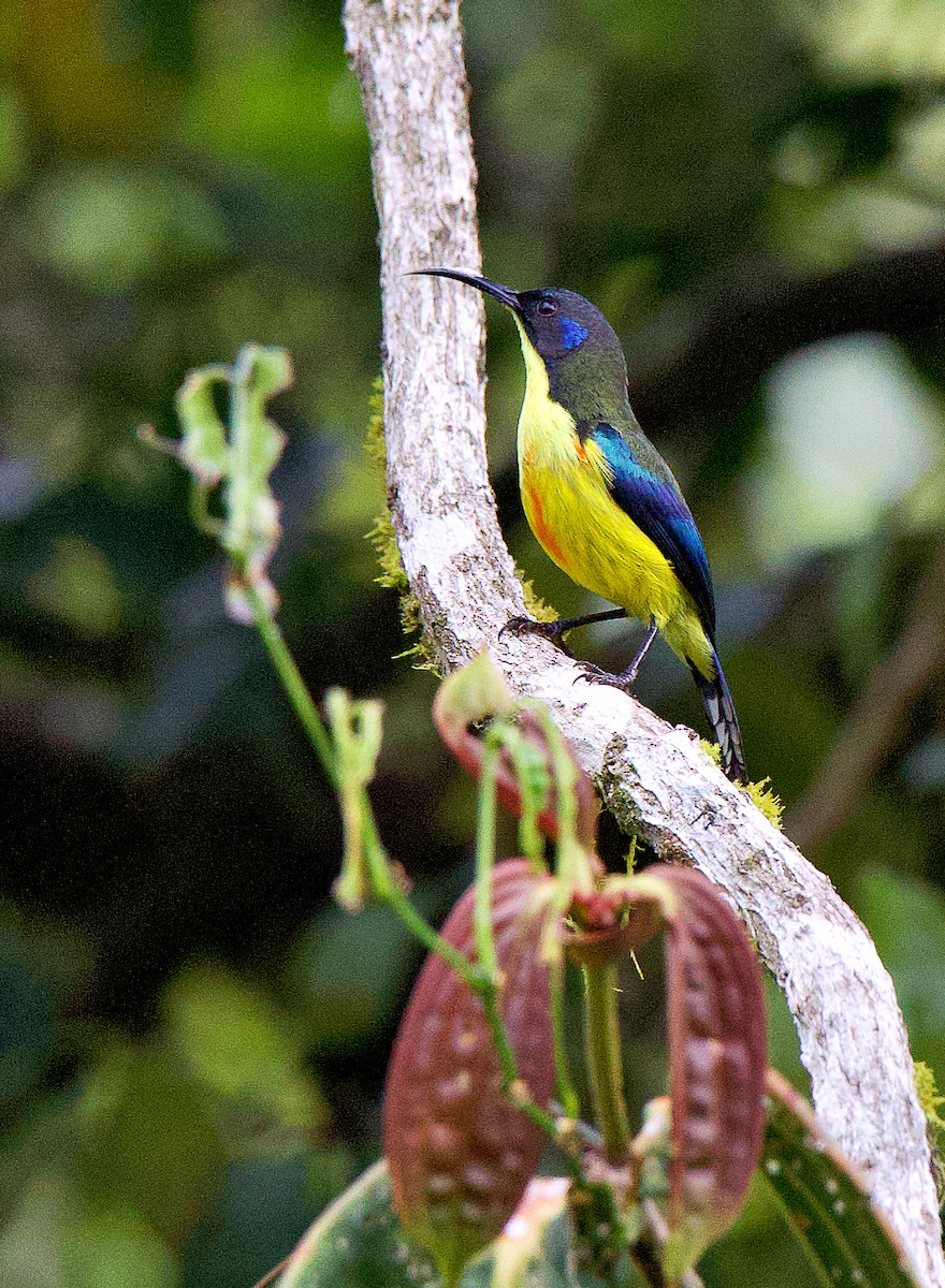 Lina's Sunbird - ML632078195