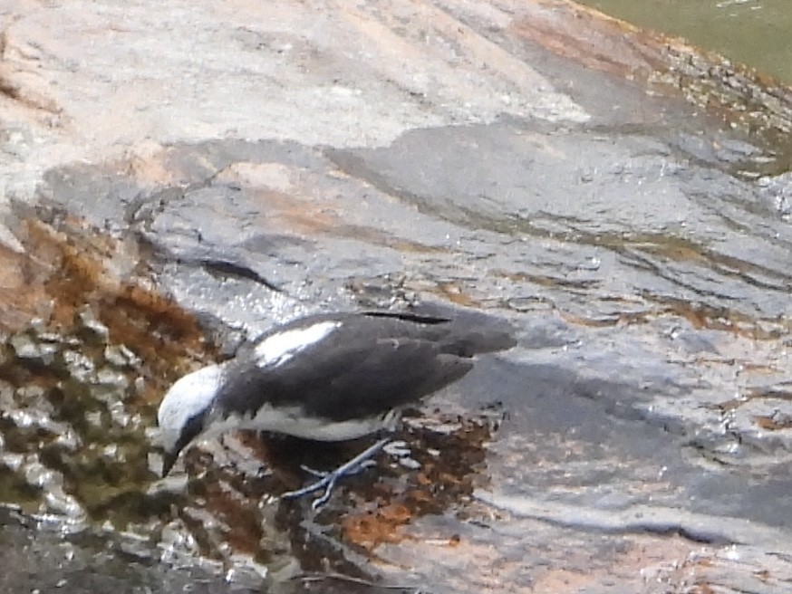 White-capped Dipper (White-bellied) - ML632078228