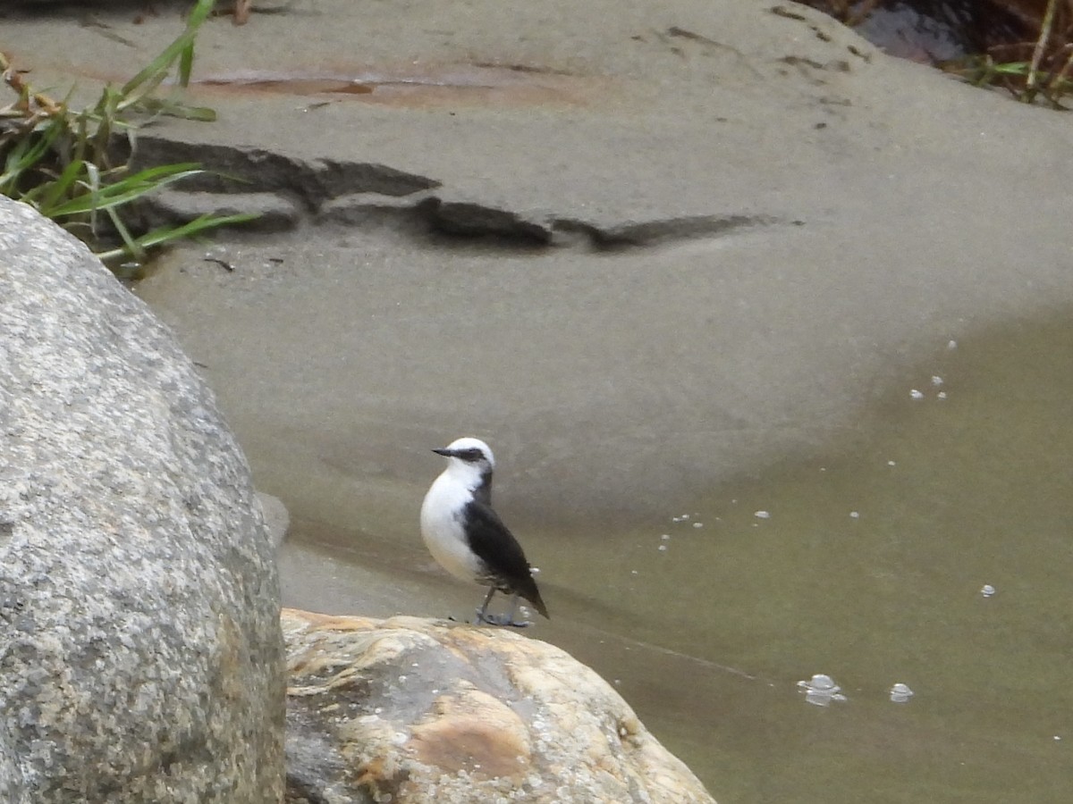 White-capped Dipper (White-bellied) - ML632078240