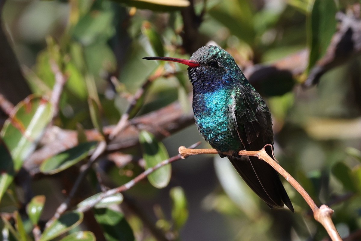 Broad-billed Hummingbird - ML632078260