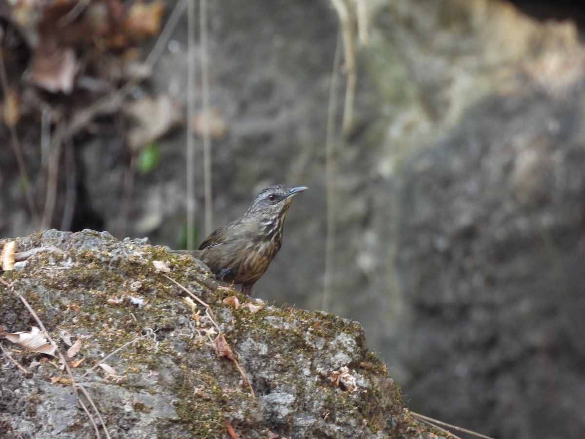 Variable Limestone Babbler - ML632078463