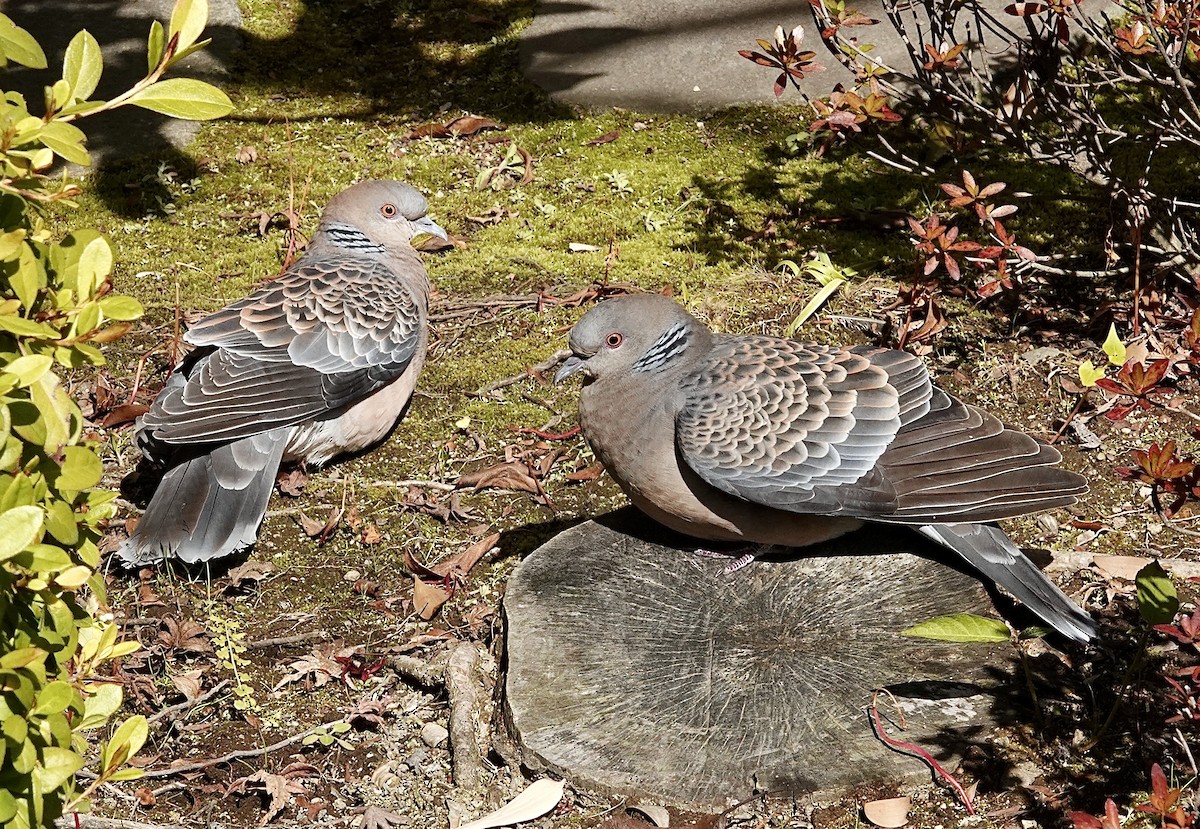 Oriental Turtle-Dove - ML632078464