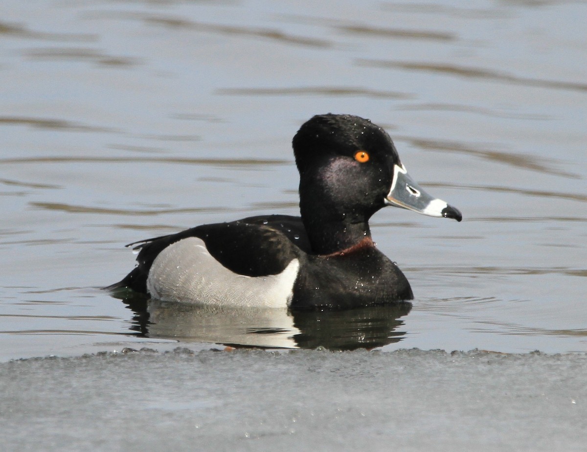 Ring-necked Duck - ML632078501