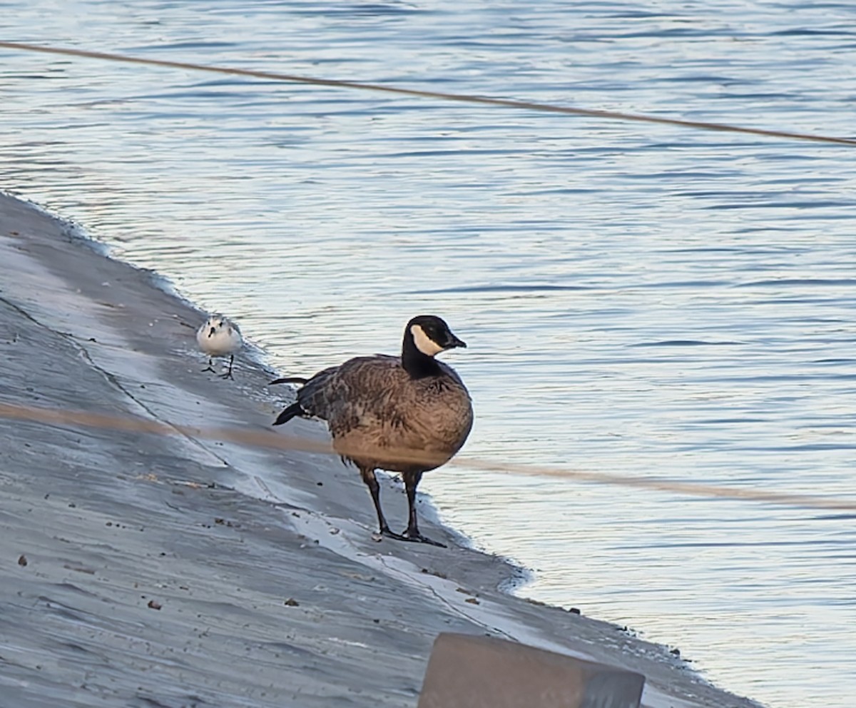 Cackling Goose - ML632078503