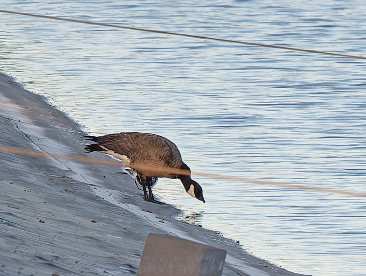 Cackling Goose - ML632078505