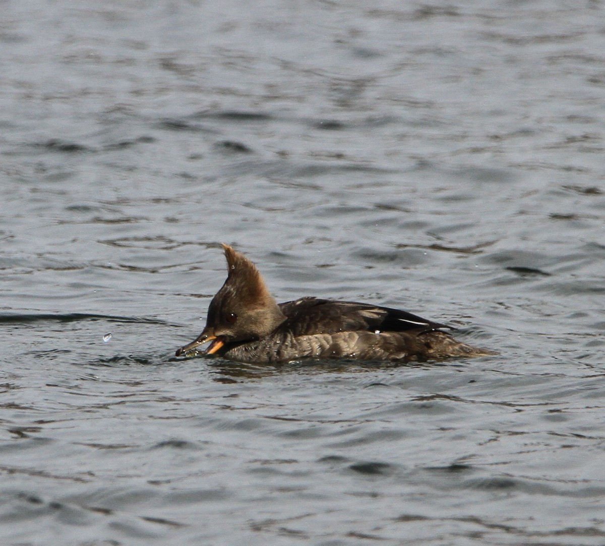 Hooded Merganser - ML632078507