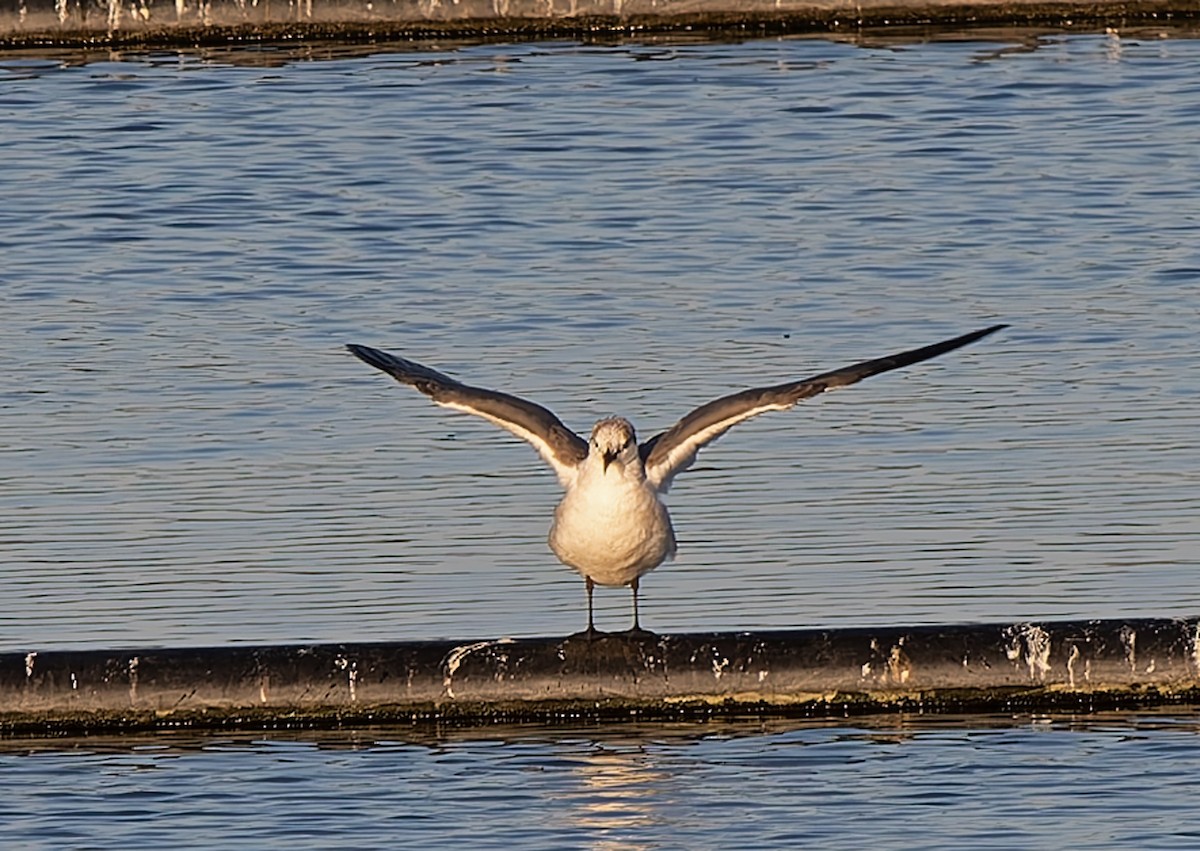 Laughing Gull - ML632078513