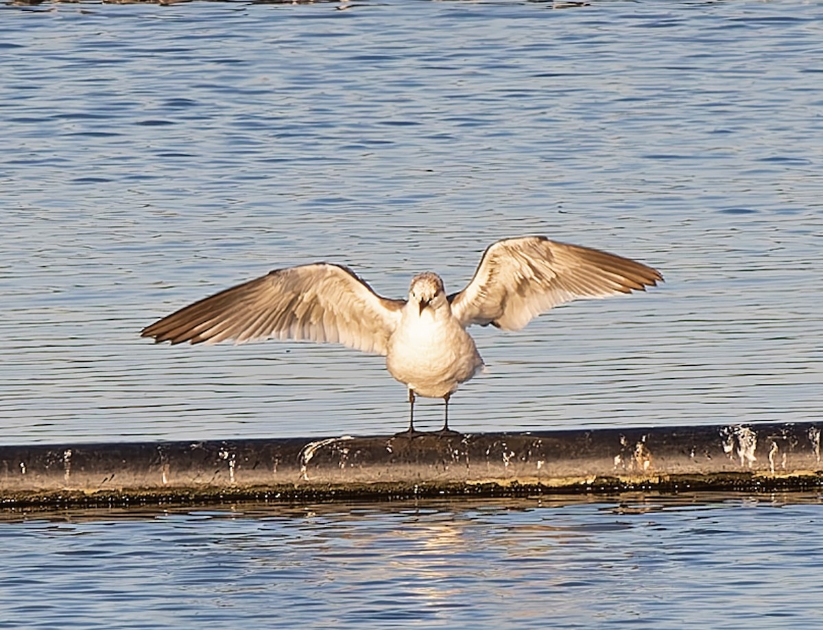 Laughing Gull - ML632078514