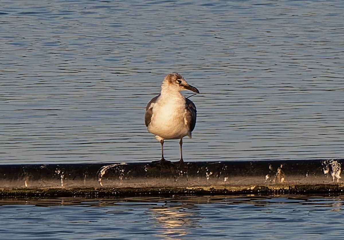 Laughing Gull - ML632078515