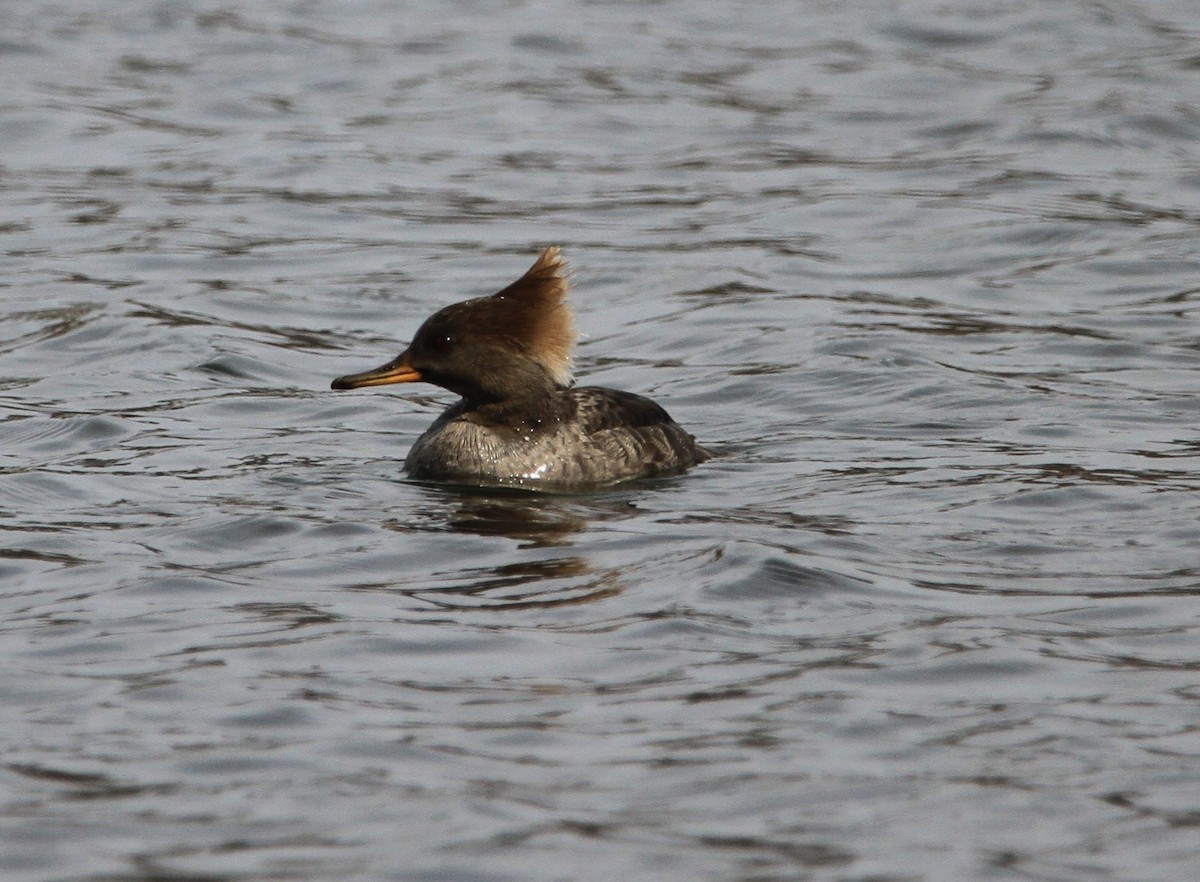 Hooded Merganser - ML632078521
