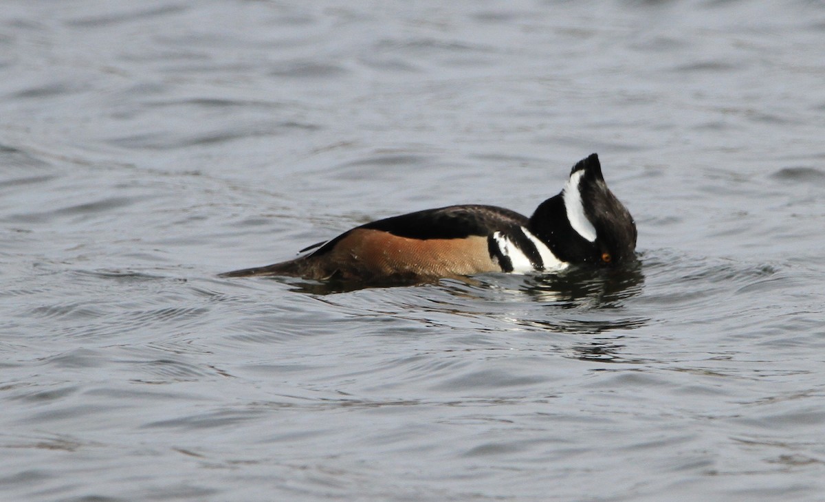 Hooded Merganser - ML632078532