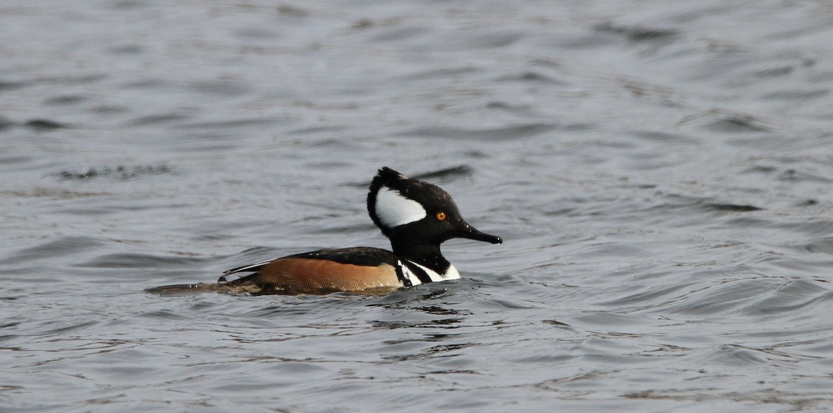 Hooded Merganser - ML632078535