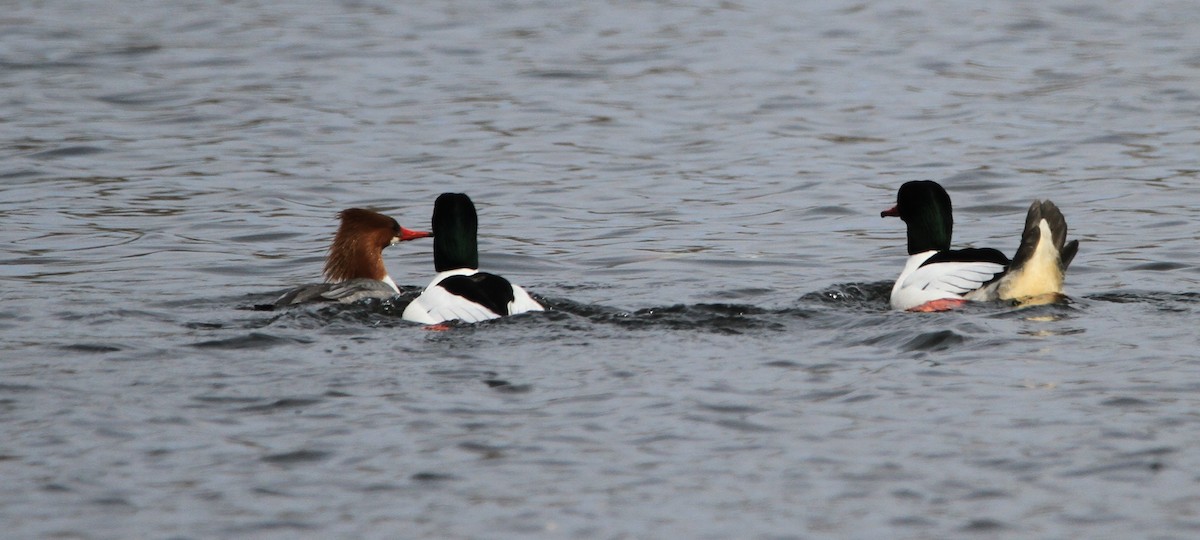 Common Merganser - ML632078549