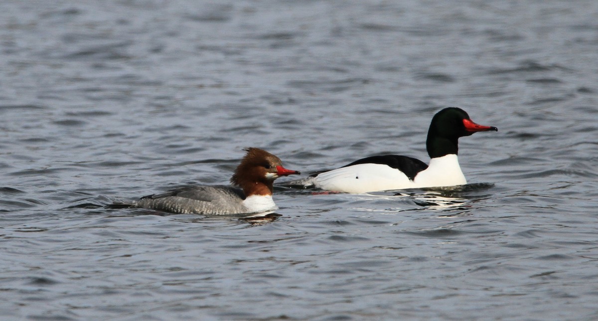 Common Merganser - ML632078554