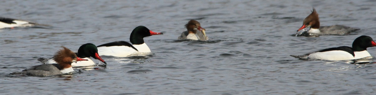 Common Merganser - ML632078558