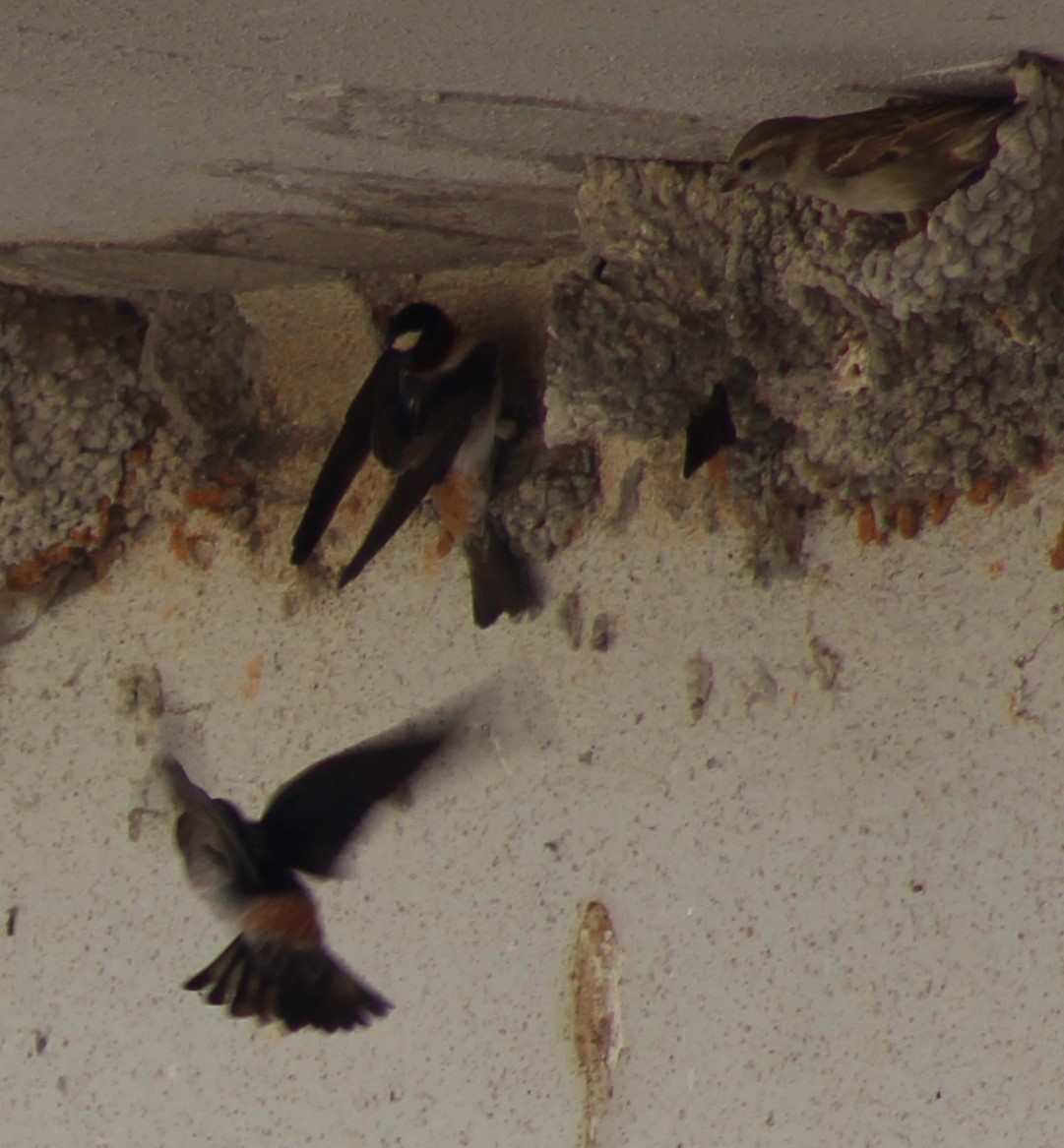 Cliff Swallow - ML632078560