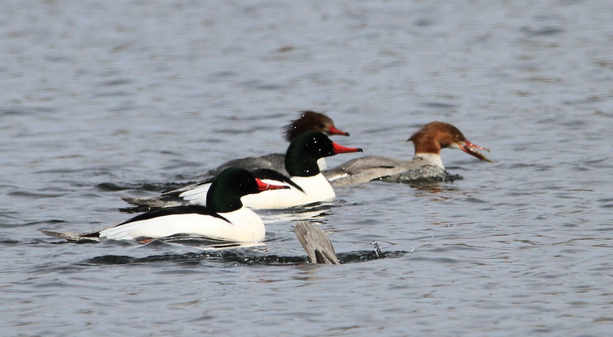 Common Merganser - ML632078565