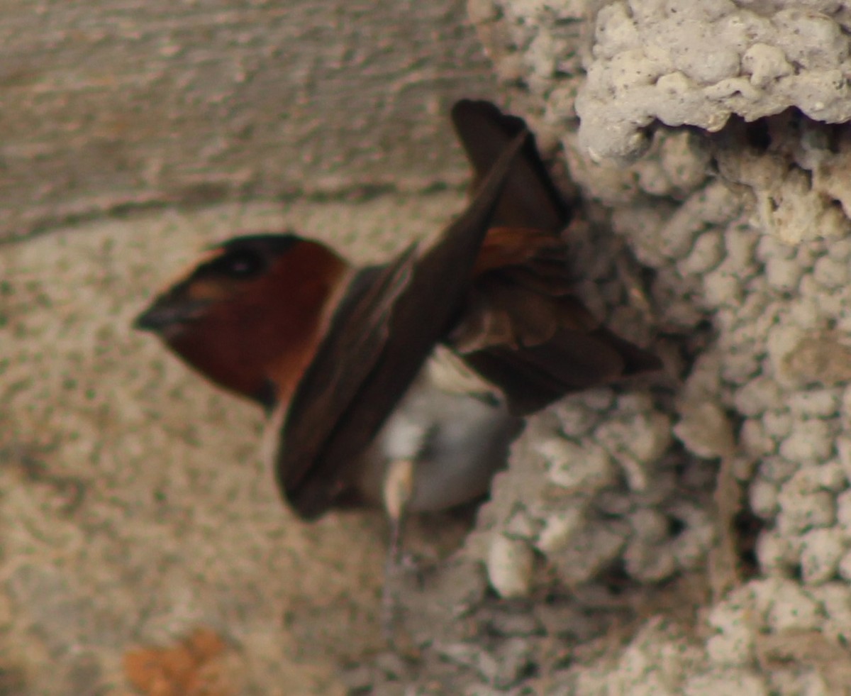 Cliff Swallow - ML632078570