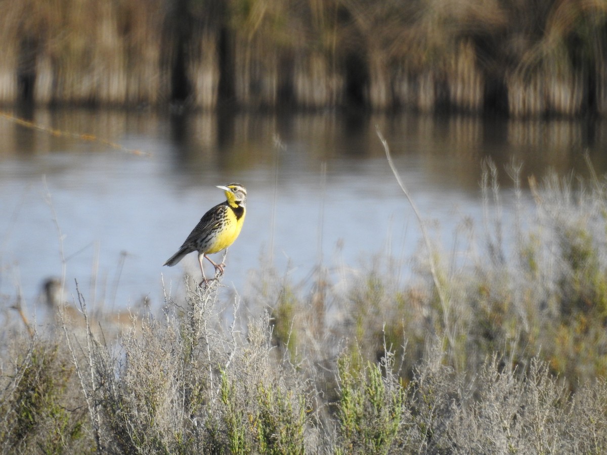 Western Meadowlark - ML632078572