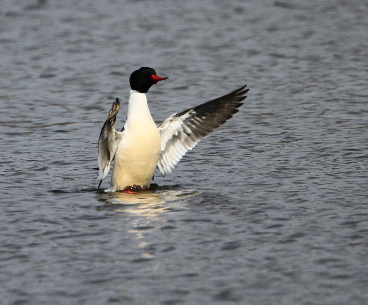 Common Merganser - ML632078577