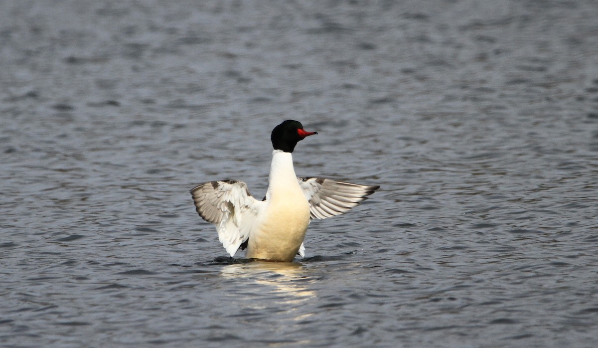 Common Merganser - ML632078578