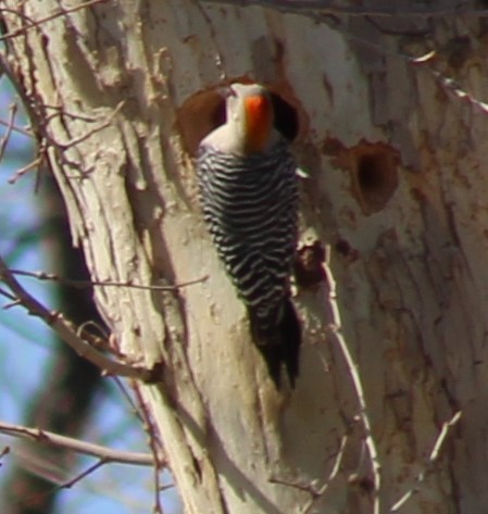 Golden-fronted Woodpecker - ML632078588