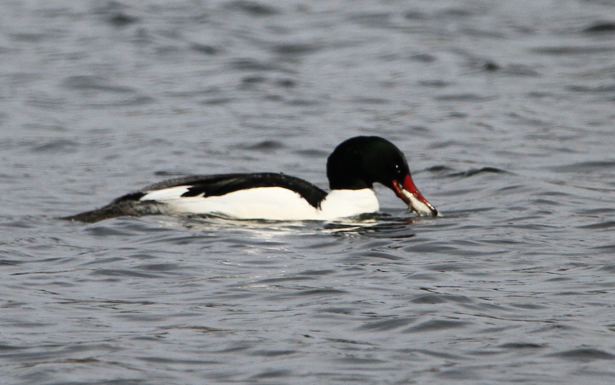 Common Merganser - ML632078591