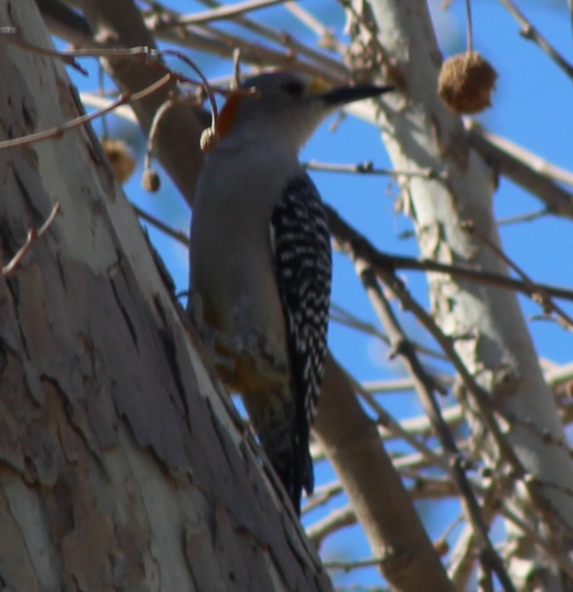 Golden-fronted Woodpecker - ML632078594