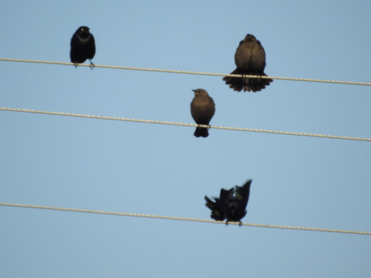 Brewer's Blackbird - ML632078595