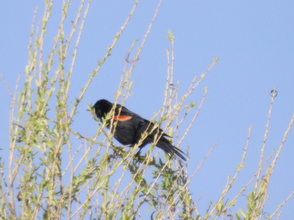 Red-winged Blackbird (California Bicolored) - ML632078624