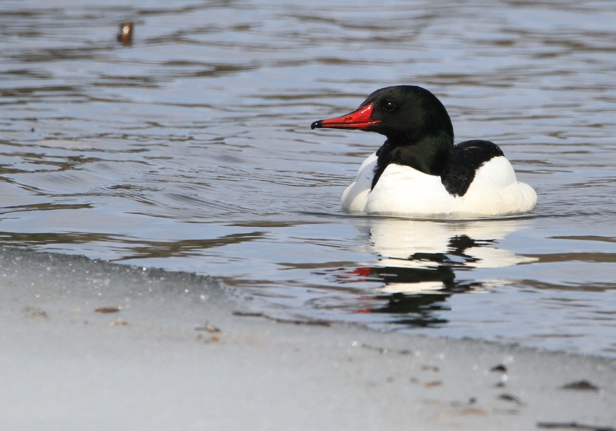 Common Merganser - ML632078637