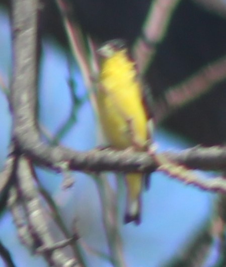 Lesser Goldfinch - ML632078641