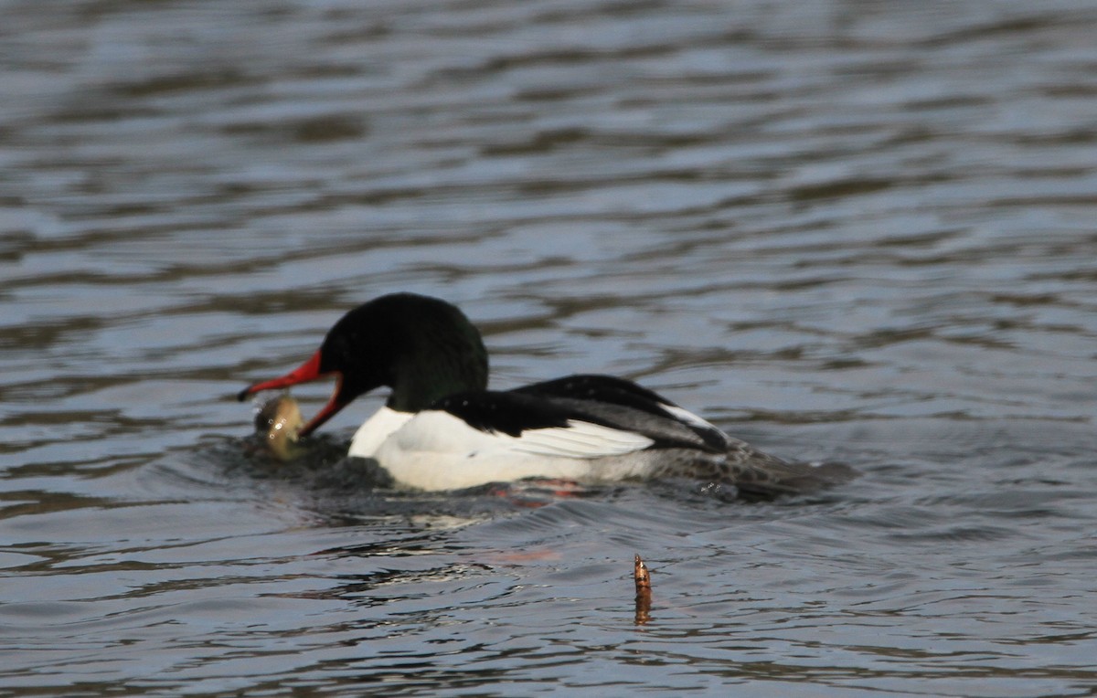 Common Merganser - ML632078645