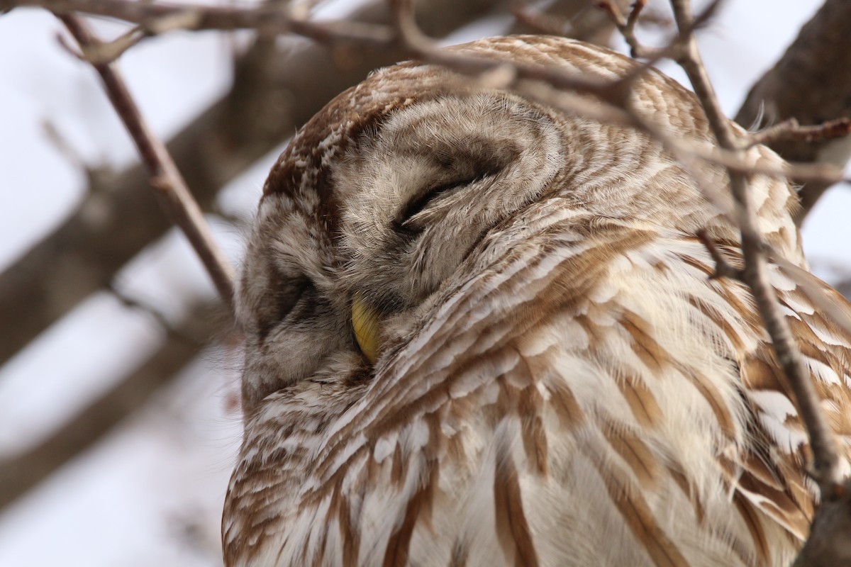 Barred Owl - ML632078677