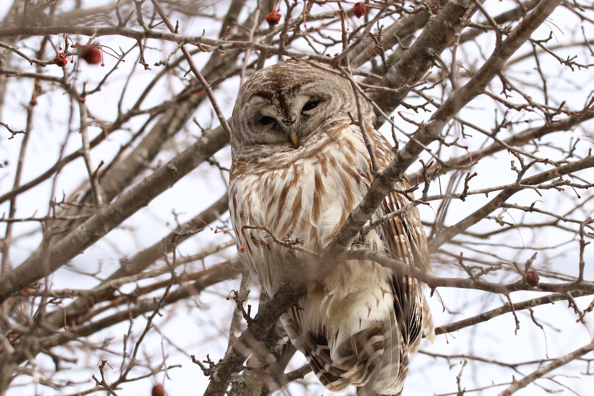 Barred Owl - ML632078678