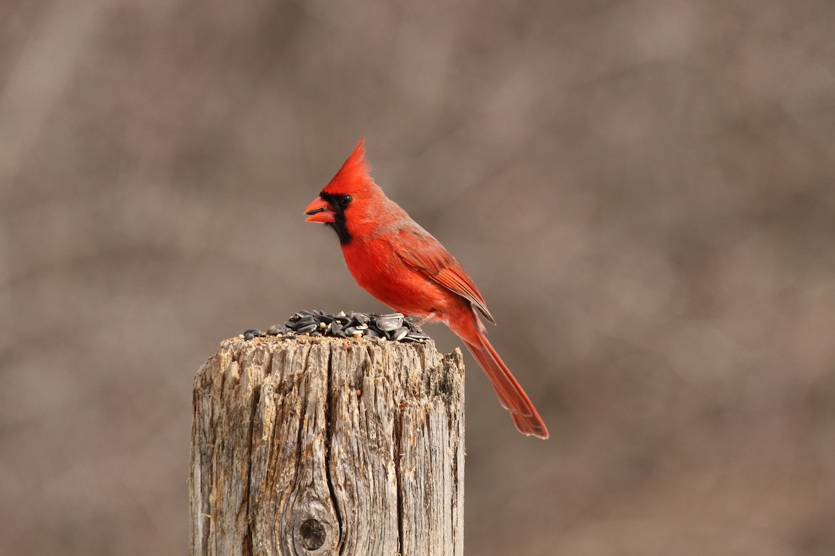 Northern Cardinal - ML632078687