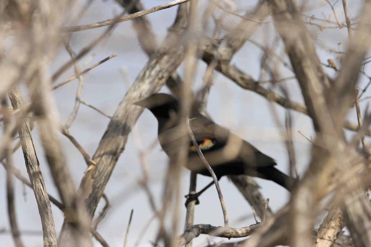 Red-winged Blackbird - ML632078704