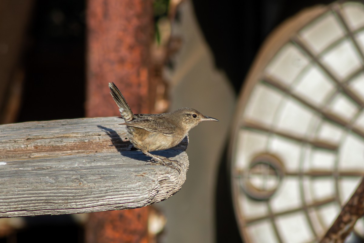 Clarion Wren - ML632078915