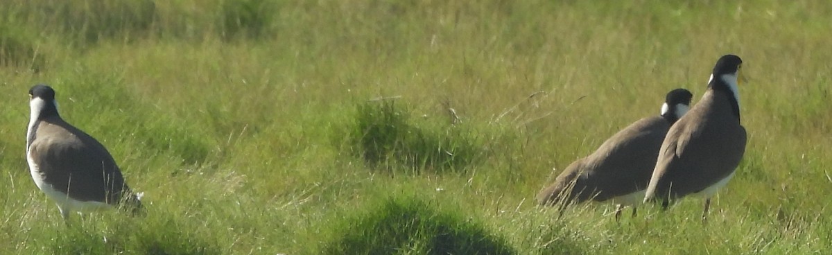 Masked Lapwing (Black-shouldered) - ML632078978