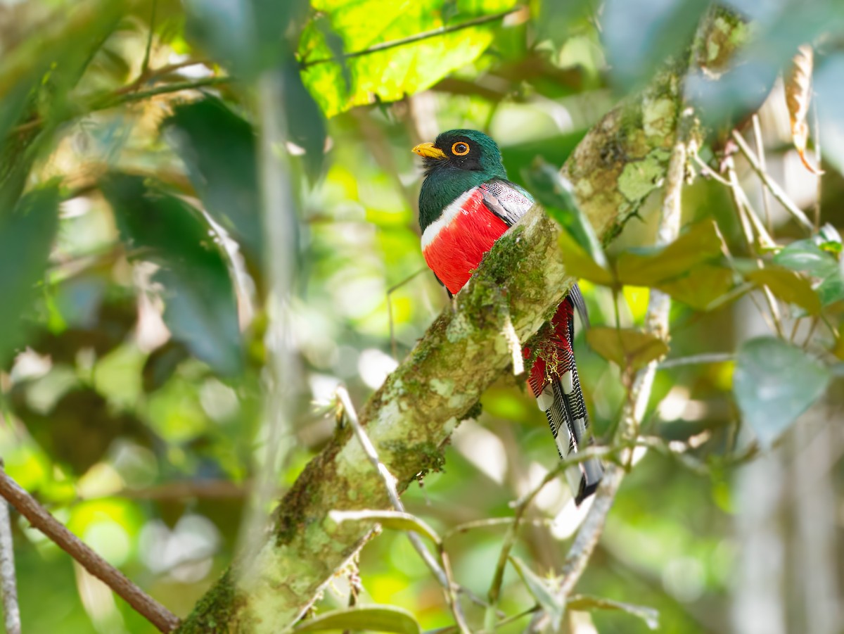 Masked Trogon - ML632079176