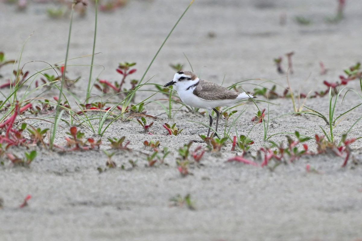 Kentish Plover (Hanuman) - ML632079339