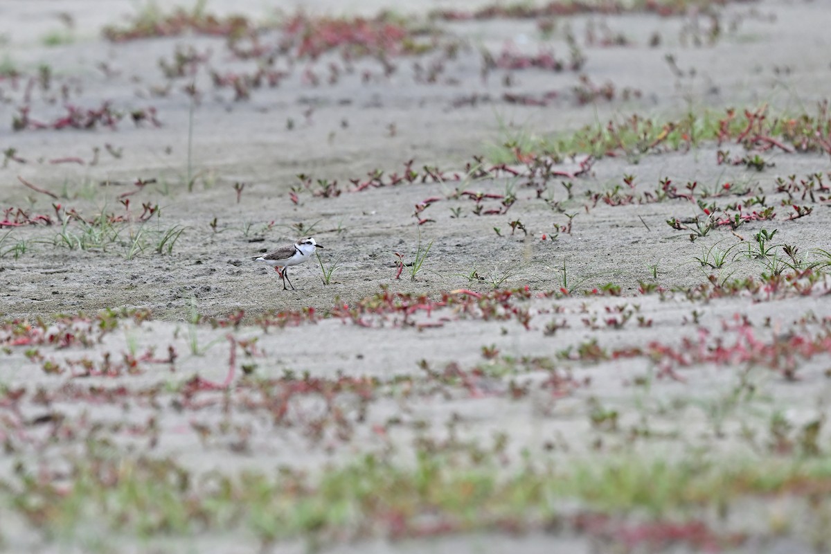Kentish Plover (Hanuman) - ML632079340