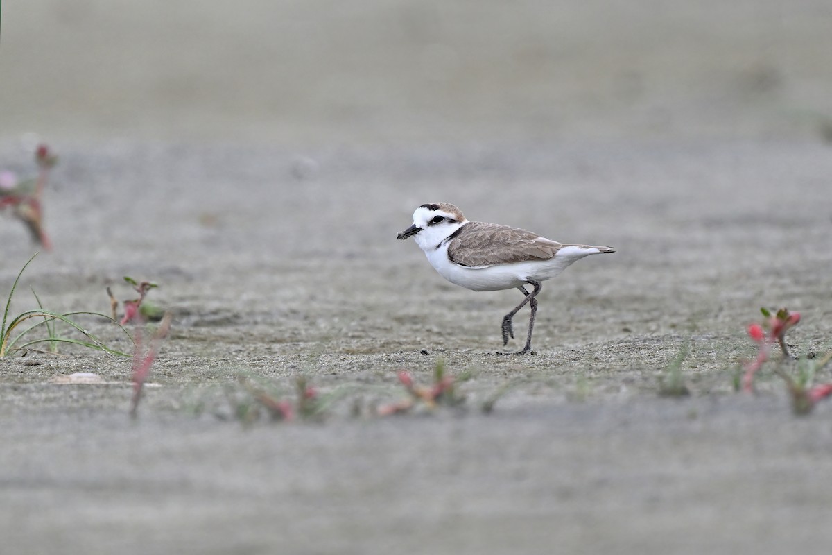 Kentish Plover (Hanuman) - ML632079342