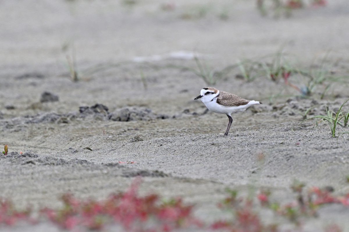 Kentish Plover (Hanuman) - ML632079345