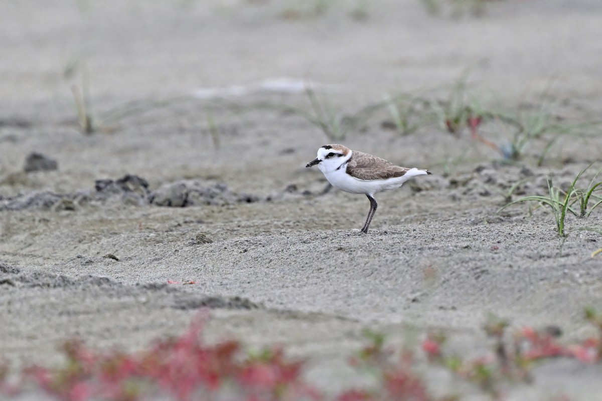 Kentish Plover (Hanuman) - ML632079346