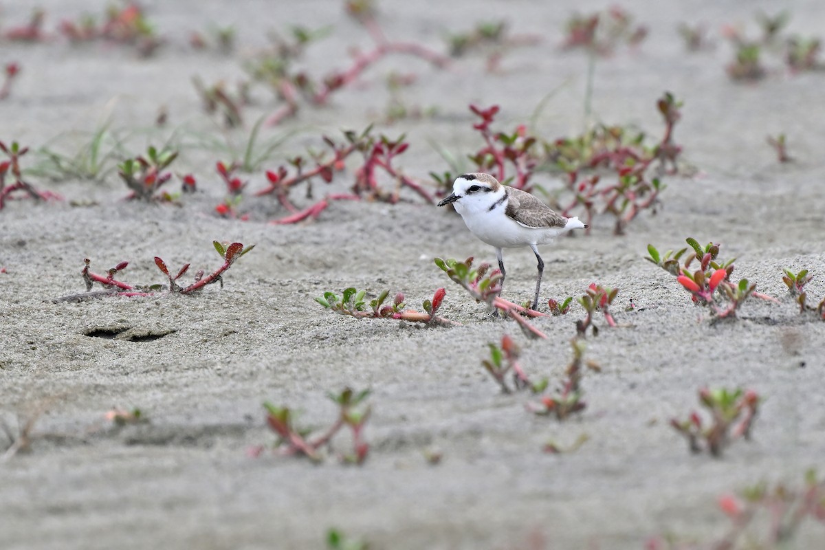 Kentish Plover (Hanuman) - ML632079347
